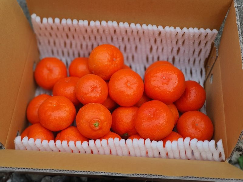 선물차롱님의 장터 판매 상품 [품절🍊타이벡 준비할예정] 첨부 사진