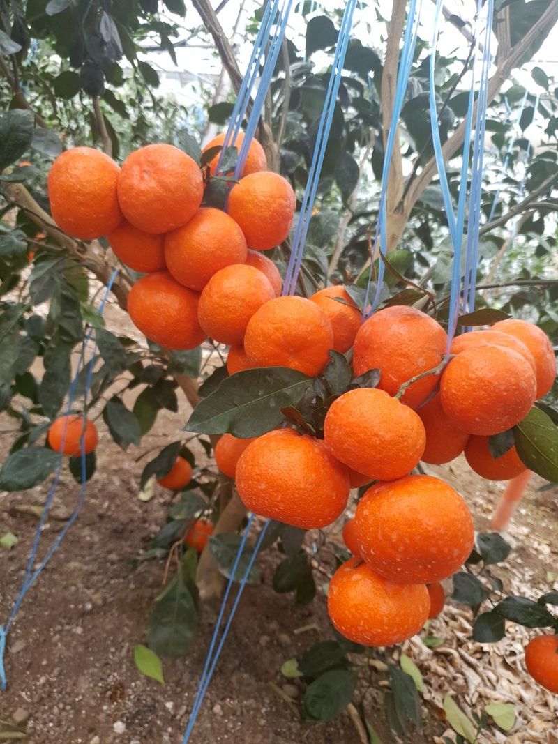 선물차롱님의 장터 판매 상품 [품절🍊타이벡 준비할예정] 첨부 사진