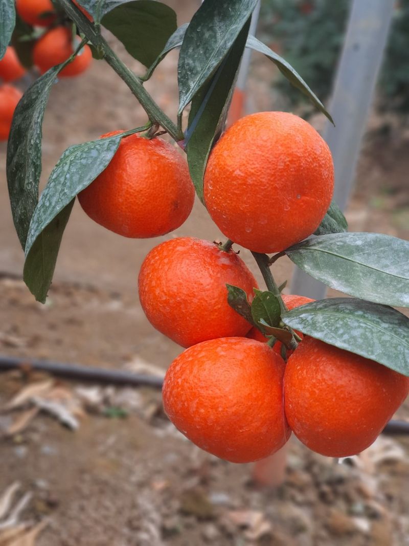 선물차롱님의 장터 판매 상품 [품절🍊타이벡 준비할예정] 첨부 사진