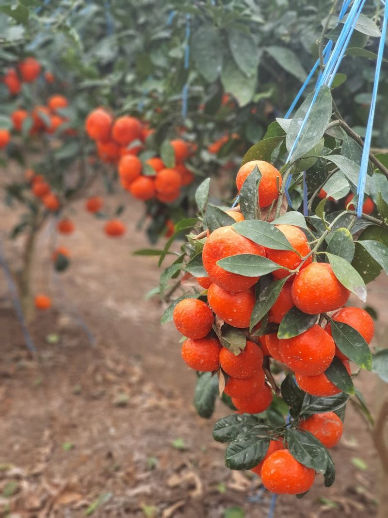 선물차롱님의 장터 판매 상품 [품절🍊타이벡 준비할예정] 첨부 사진