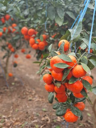 선물차롱님의 작성글 사진