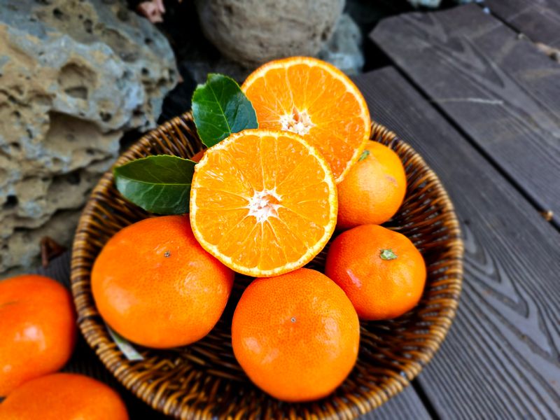 선물차롱님의 장터 판매 상품 [품절🍊타이벡 준비할예정] 첨부 사진