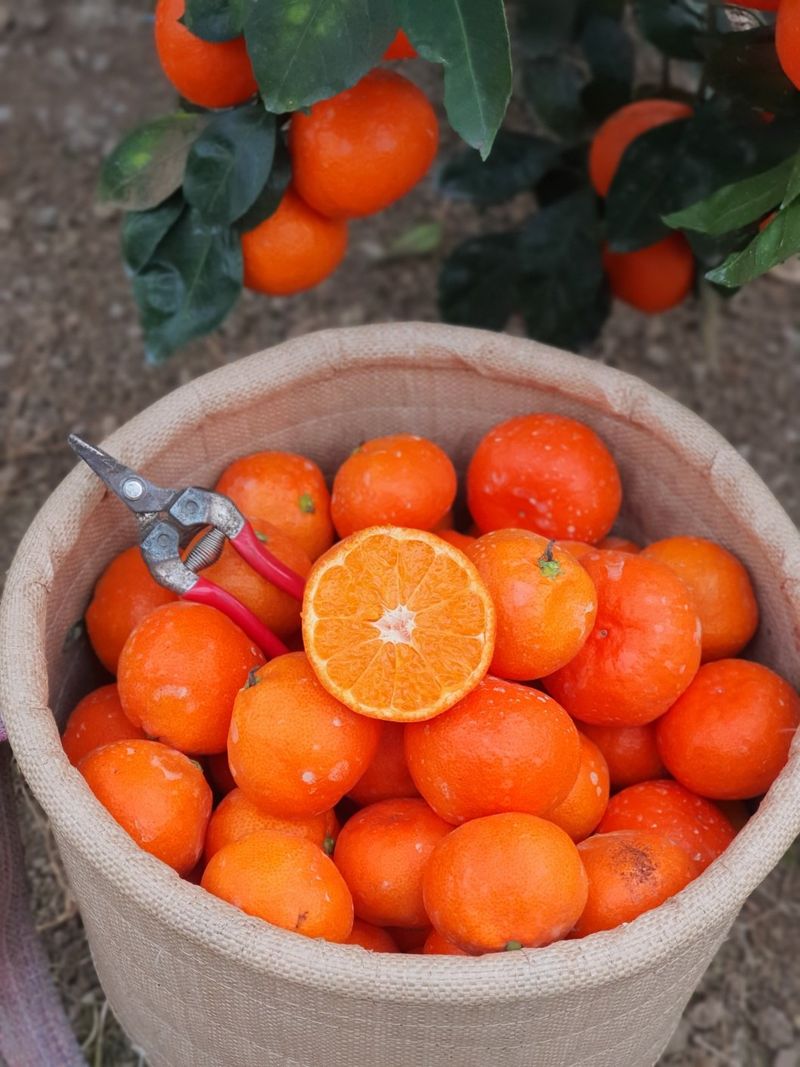 선물차롱님의 장터 판매 상품 [품절🍊타이벡 준비할예정] 첨부 사진