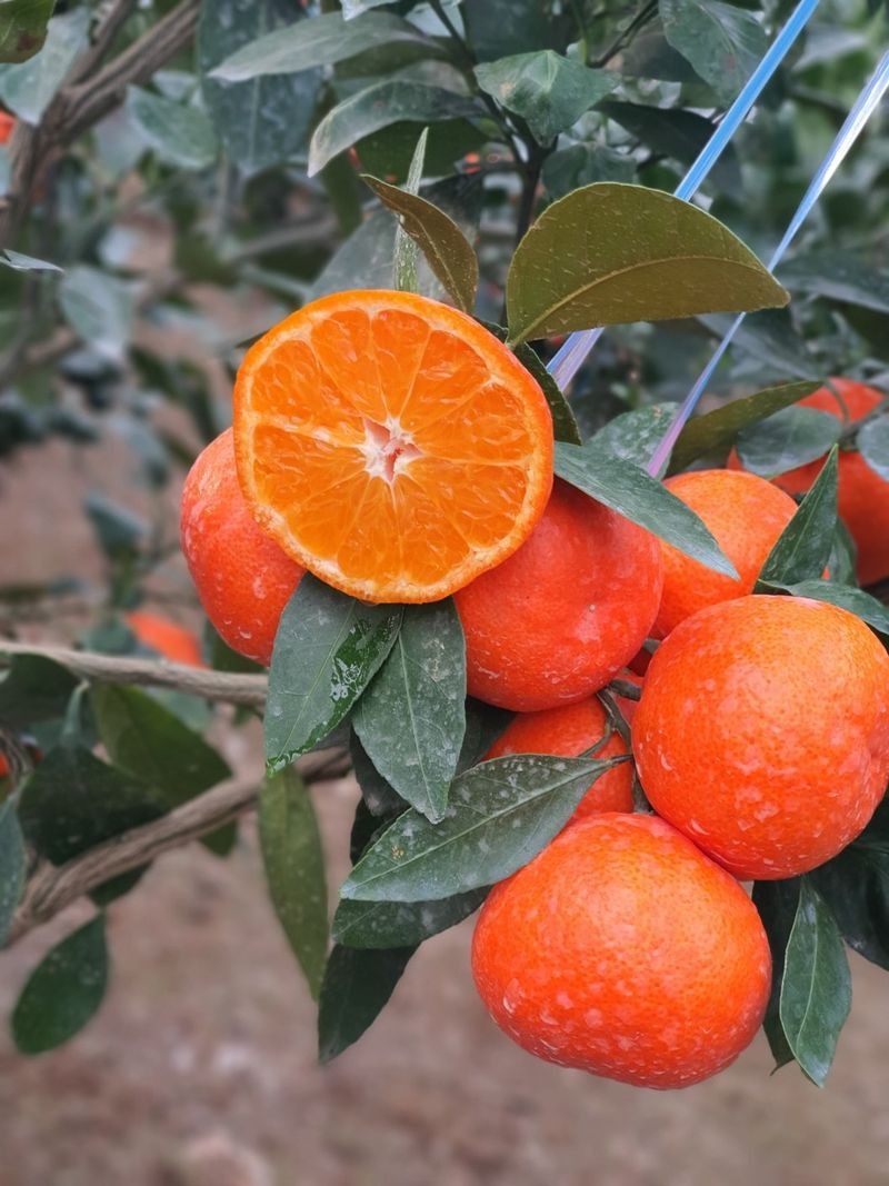 선물차롱님의 장터 판매 상품 [품절🍊타이벡 준비할예정] 첨부 사진