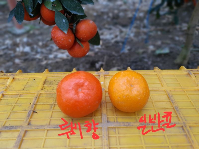 선물차롱님의 장터 판매 상품 [품절🍊타이벡 준비할예정] 첨부 사진