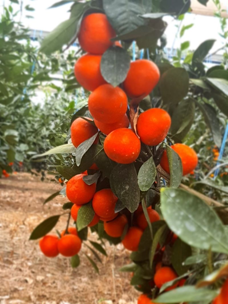 선물차롱님의 장터 판매 상품 [품절🍊타이벡 준비할예정] 첨부 사진