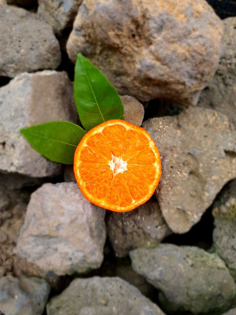 선물차롱님의 장터 판매 상품 [품절🍊타이벡 준비할예정] 첨부 사진