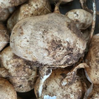 오정석님의 11월 내 작물 자랑하기 · 참여글 작성글 사진