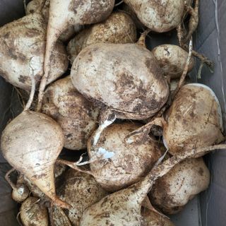 오정석님의 11월 내 작물 자랑하기 · 참여글 작성글 사진