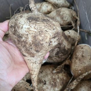 오정석님의 11월 내 작물 자랑하기 · 참여글 작성글 사진