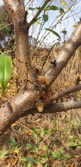 팜모닝 복숭아·병해충상담 게시글 이미지