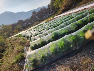 맥가이브님의 11월 내 작물 자랑하기 · 참여글 작성글 사진