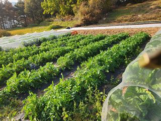 맥가이브님의 11월 내 작물 자랑하기 · 참여글 작성글 사진