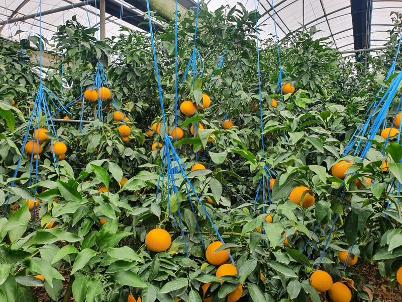 오기석님의 장터 판매 상품 [하우스 황금향] 첨부 사진