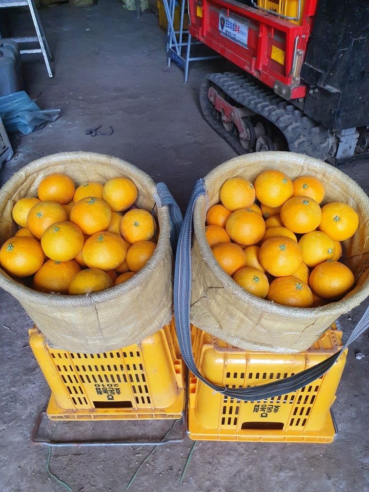 오기석님의 장터 판매 상품 [하우스 황금향] 첨부 사진