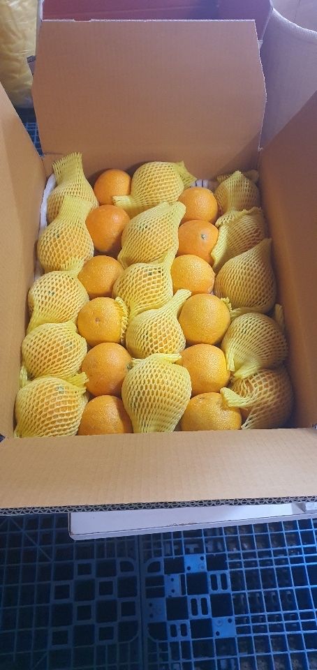 오기석님의 장터 판매 상품 [하우스 황금향] 첨부 사진