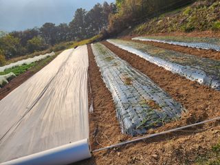 맥가이브님의 11월 내 작물 자랑하기 · 참여글 작성글 사진