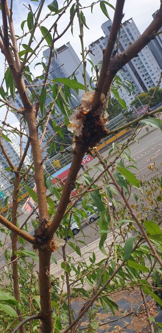 유충상님의 복숭아 · 병해충상담 작성글 사진