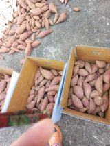 팜모닝 11월 내 작물 자랑하기·참여글 게시글 이미지