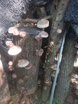 팜모닝 11월 내 작물 자랑하기·참여글 게시글 이미지