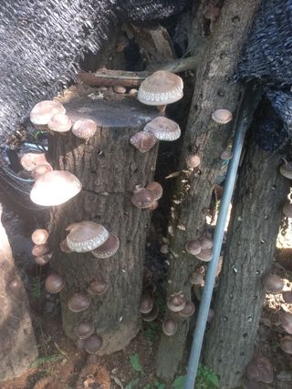 순연농장님의 11월 내 작물 자랑하기 · 참여글 작성글 사진