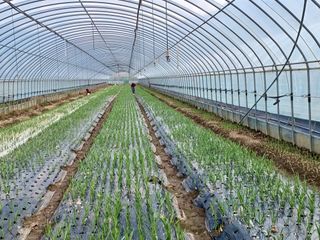 시골을사랑하는경희님의 11월 내 작물 자랑하기 · 참여글 작성글 사진