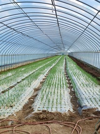 시골을사랑하는경희님의 11월 내 작물 자랑하기 · 참여글 작성글 사진