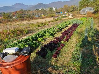 장문업 님의 11월 내 작물 자랑하기 · 참여글 작성글 사진