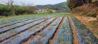 농부의 아들님의 마늘 · 파종작업 작성글 사진