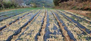 농부의 아들님의 마늘 · 파종작업 작성글 사진