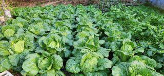 이인구님의 배추 · 결구기 농작업 작성글 사진