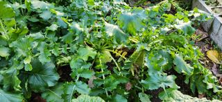 이인구님의 배추 · 결구기 농작업 작성글 사진