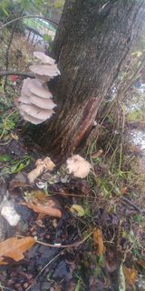 팜모닝 버섯·일상 게시글 이미지