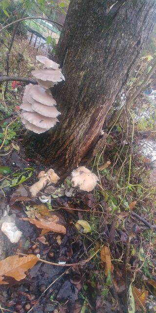 돌핀농부님의 버섯 · 일상 작성글 사진