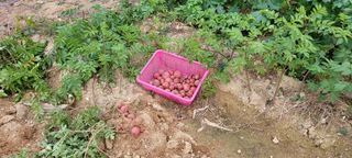 살구15128님의 감자 · 영농일지 작성글 사진