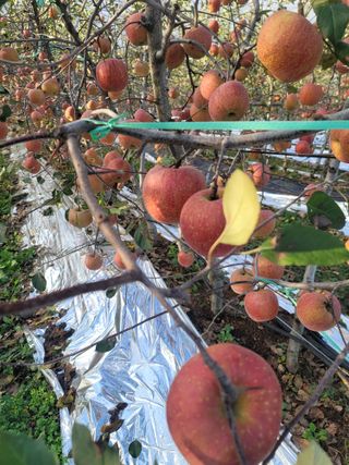 은경사과농원님의 사과 · 수확 작성글 사진