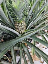 팜모닝 11월 내 작물 자랑하기·참여글 게시글 이미지