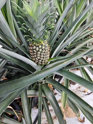 흠이농원님의 11월 내 작물 자랑하기 · 참여글 작성글 사진