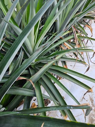 흠이농원님의 11월 내 작물 자랑하기 · 참여글 작성글 사진