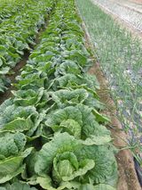 팜모닝 자유주제·자유게시판 게시글 이미지