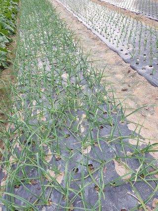 양파5749님의 자유주제 · 자유게시판 작성글 사진