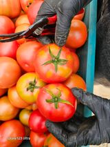 팜모닝 토마토·병해충상담 게시글 이미지