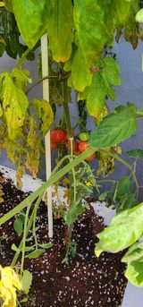 팜모닝 11월 내 작물 자랑하기·참여글 게시글 이미지