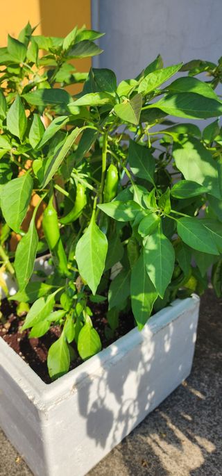 김준호님의 11월 내 작물 자랑하기 · 참여글 작성글 사진