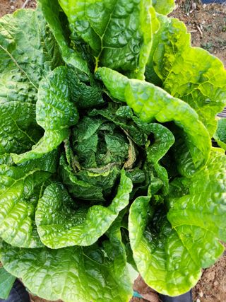 배동연님의 배추 · 병해충상담 작성글 사진