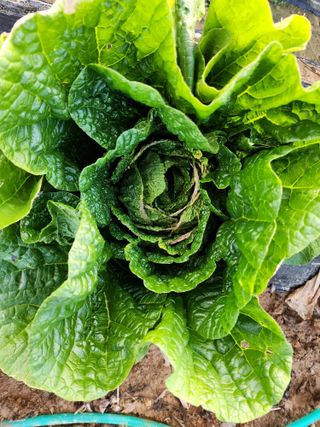 배동연님의 배추 · 병해충상담 작성글 사진