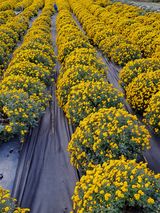 팜모닝 11월 내 작물 자랑하기·참여글 게시글 이미지