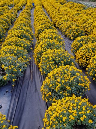 정강화님의 11월 내 작물 자랑하기 · 참여글 작성글 사진