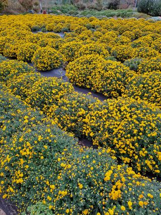 정강화님의 11월 내 작물 자랑하기 · 참여글 작성글 사진