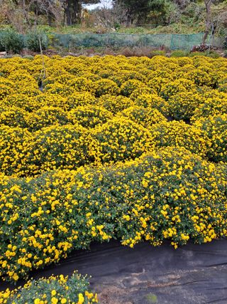 정강화님의 11월 내 작물 자랑하기 · 참여글 작성글 사진